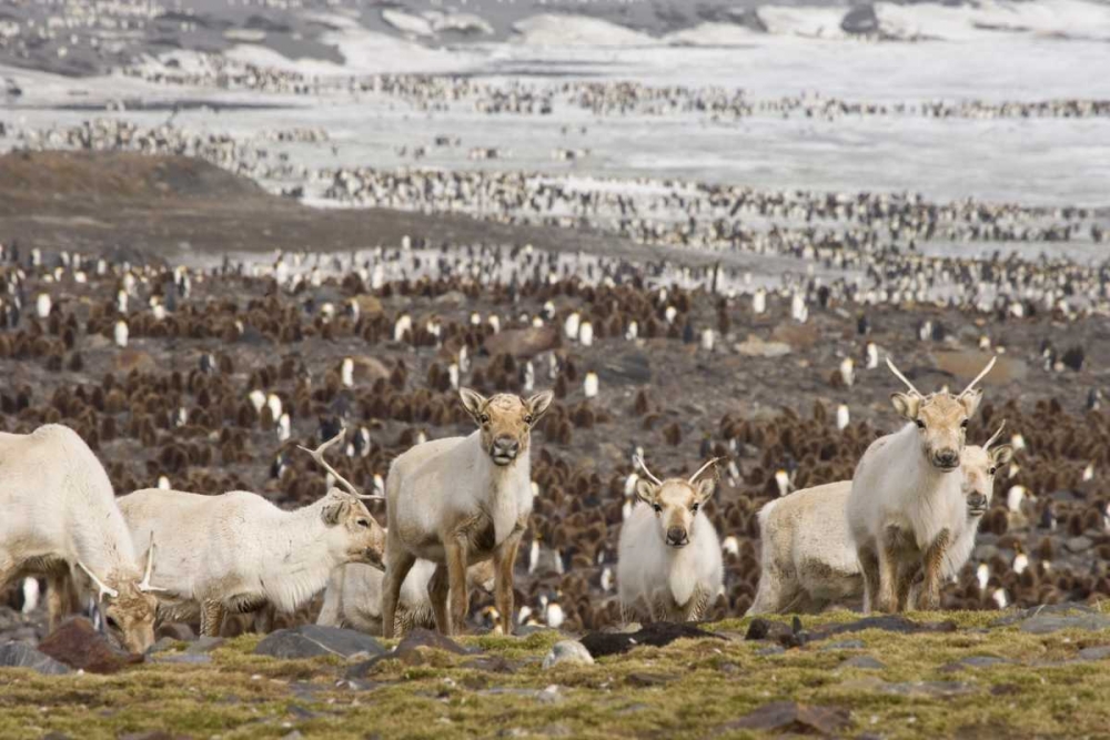 South Georgia Isl, Reindeers and king penguins